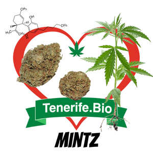 Mintz CBD